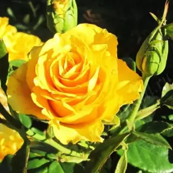 Роза чайно-гибридная Керио 18 h40 см