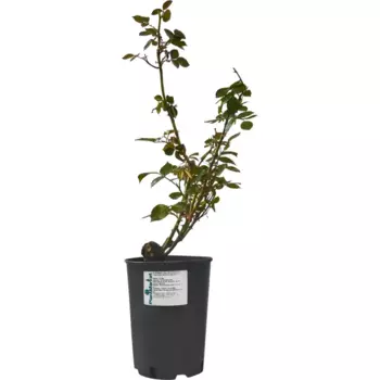 Роза чайно-гибридная Метрополитен 19 h55 см