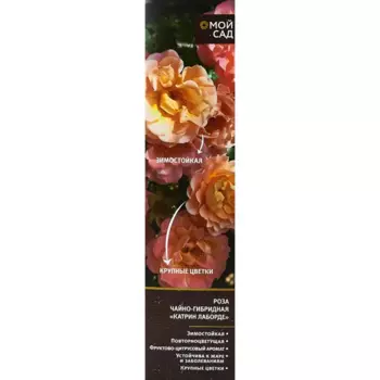 Роза чайно-гибридная микс 9.2 h36 см