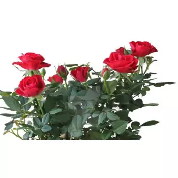 Роза чайно-гибридная микс h40 см