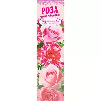 Роза чайно-гибридная «Пинк Интуишн» в коробке