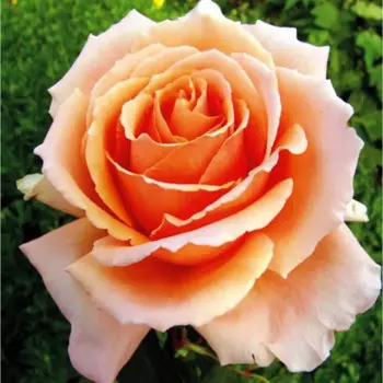 Роза чайно-гибридная Примадонна h70 см