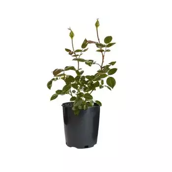 Роза чайно-гибридная «Ред Берлин» С4