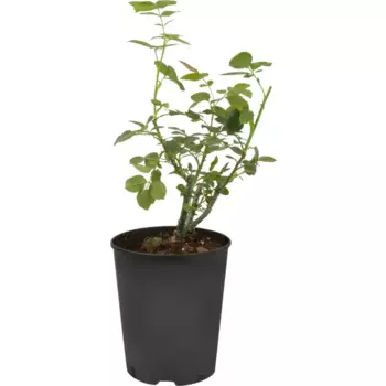 Роза чайно-гибридная Ред Интуишн 18.5 h30 см