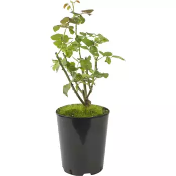 Роза чайно-гибридная «Сейко» жёлтая 19x55 см