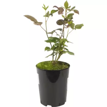 Роза чайно-гибридная «Свит Аваланж» розовая 19x55 см