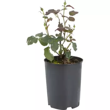 Роза чайно-гибридная «Валенсия» жёлтая 19x55 см