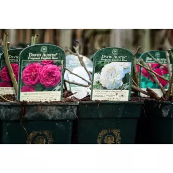 Роза Дэвид Остин микс 10 h21 см