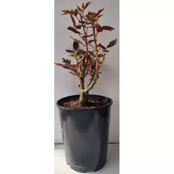 Роза Дэвид Остин микс 15 h20 см