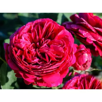 Роза Фишерман Френд 9 h14 см
