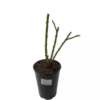 Роза Флорибунда 16 h65 см