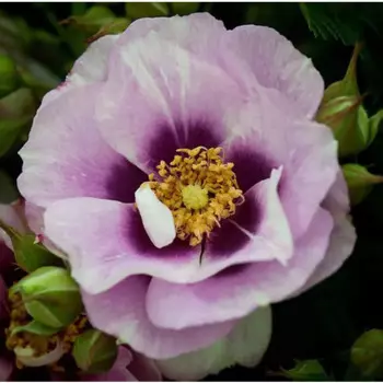 Роза флорибунда Айс Фо Ю 5 h35 см