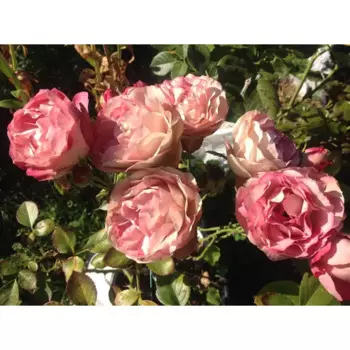 Роза Флорибунда Акрополис 19 h55 см