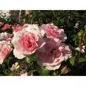 Роза флорибунда Боника 18.5 h30 см