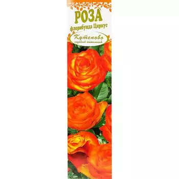 Роза Флорибунда «Циркус» в коробке