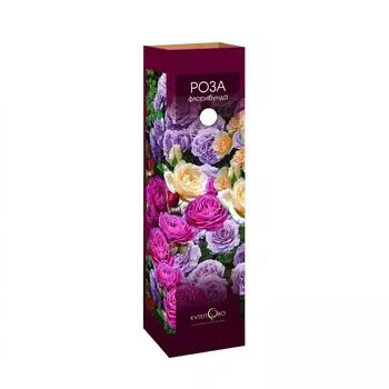 Роза флорибунда Дип Импрешн в тубе