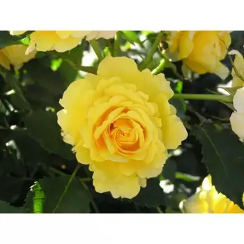 Роза Флорибунда Фрезия 19 h55 см