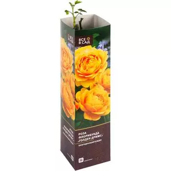 Роза флорибунда «Голден Дримс» в тубе