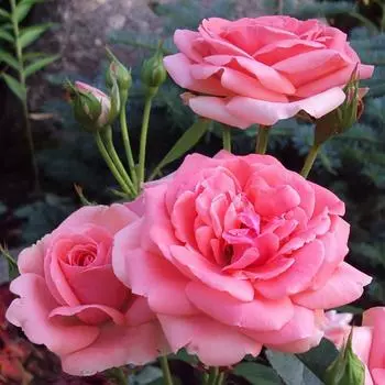 Роза флорибунда «Кимоно», 3.5 л