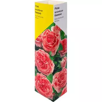 Роза флорибунда «Кимоно» в тубе