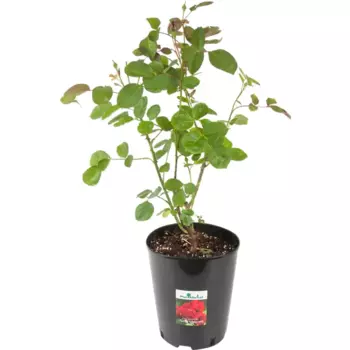 Роза флорибунда «Лили Марлен» 19x55 см