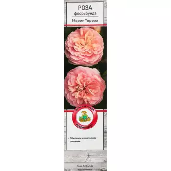 Роза флорибунда Мария Тереза 5 h35 см