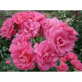 Роза флорибунда Мелроуз 22 h30 - 60 см