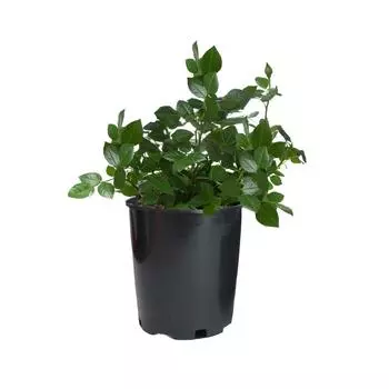 Роза флорибунда «Мидсаммер» С4