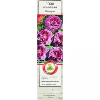 Роза флорибунда Минерва 5 h35 см