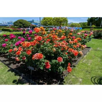 Роза флорибунда микс 10 h17 см