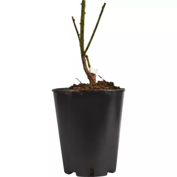 Роза флорибунда микс 15 h40 см