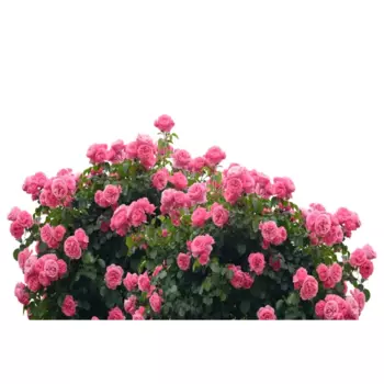 Роза Флорибунда микс h40 см