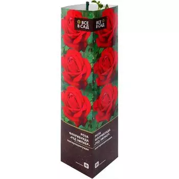 Роза флорибунда «Ред Эмпаер» в тубе