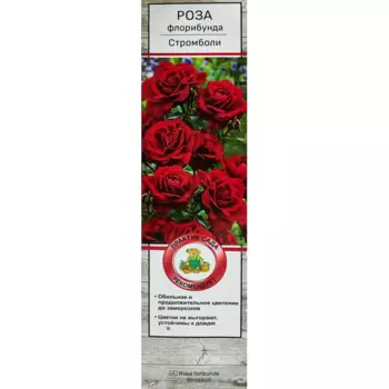 Роза флорибунда Стромболи 5 h35 см