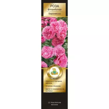 Роза флорибунда Тантау Баронесса h70 см