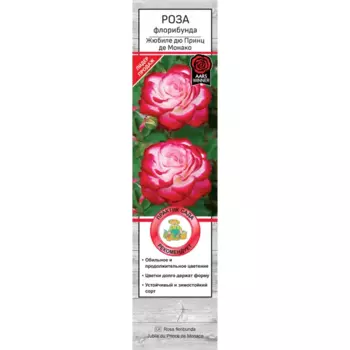 Роза флорибунда Жюбиле дю Принц де Монако h70 см