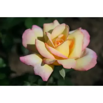 Роза Глория Дей 9 h14 см