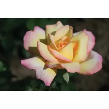 Роза Глория Дей h20 см