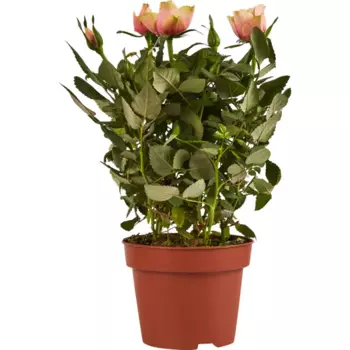 Роза гранде 10.5 h30 см