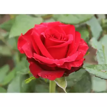 Роза Эксплорер 9 h14 см