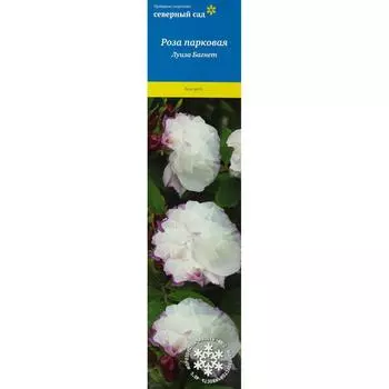 Роза канадская парковая Луиза Багнет