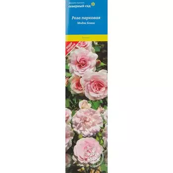 Роза канадская парковая Модэн Блаш