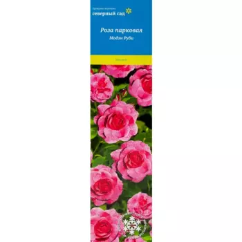 Роза канадская парковая Модэн Руби