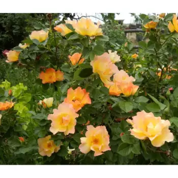 Роза канадская-парковая Морден 22 h30 - 60 см