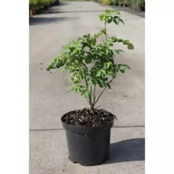 Роза Канина h15 - 30 см