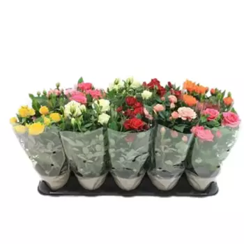 Роза комнатная микс 12 h28 см
