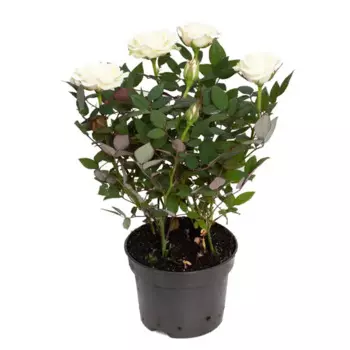 Роза Кордана Гранде 10 h27 см