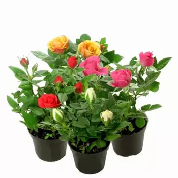 Роза Кордана Гранде микс 10.5 h27.5 см