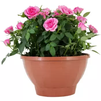 Роза Кордана в кашпо 22x22 см