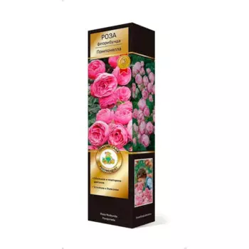 Роза кордес флорибунда Помпонелла h37 см